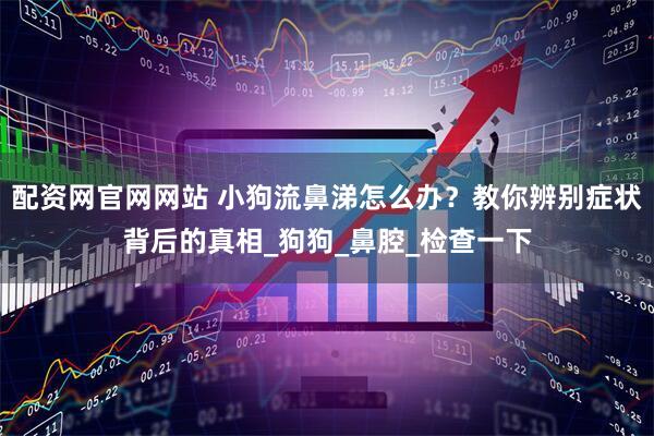 配资网官网网站 小狗流鼻涕怎么办？教你辨别症状背后的真相_狗狗_鼻腔_检查一下
