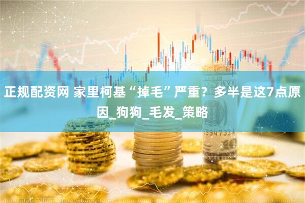 正规配资网 家里柯基“掉毛”严重？多半是这7点原因_狗狗_毛发_策略